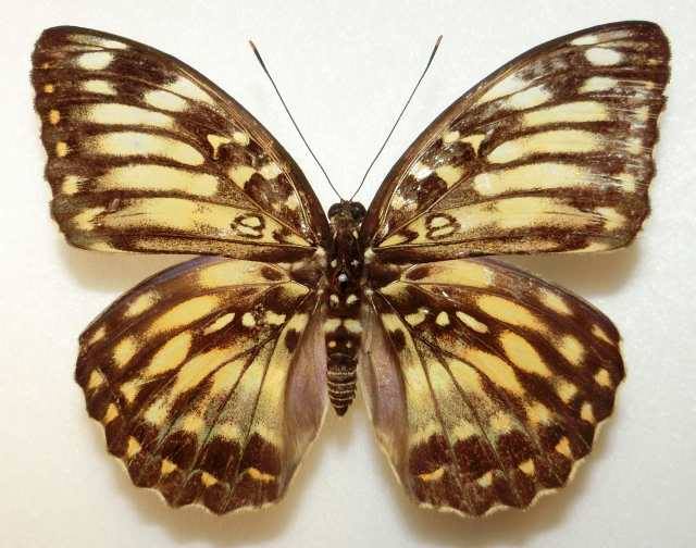 Lexias pardalis (abberant, thailand) (Internet Image property of respective owner, non-commercial use only)
